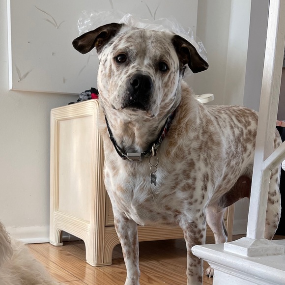 Meet your Posh Ambassador, Michaelina - Picture 10 of 11